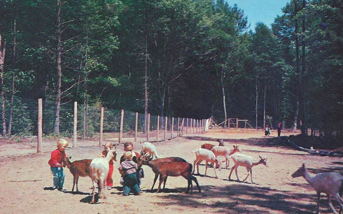 Michigans Adventure (Deer Park) - 1960S Postcard As Deer Park